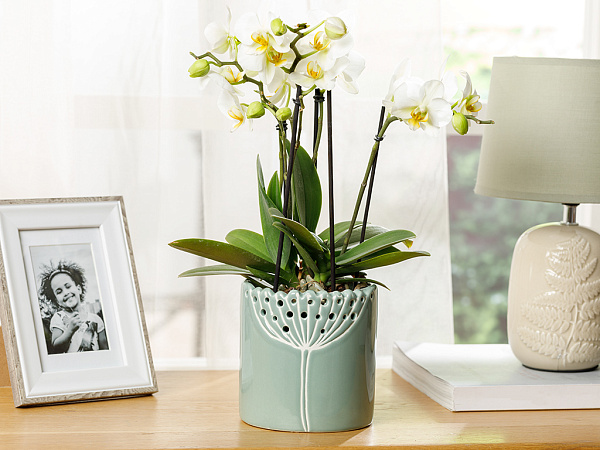 Dandelion Flower pot 10х10х10.4 cm