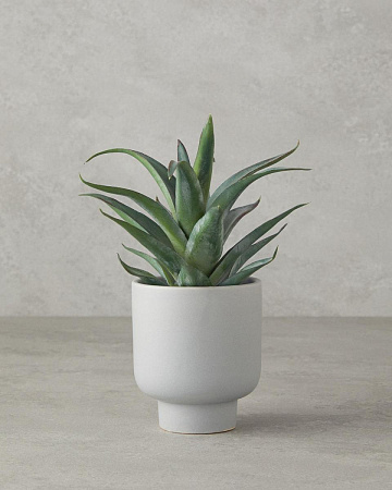 Aloevera Штучна квітка у горщику 16.5 см